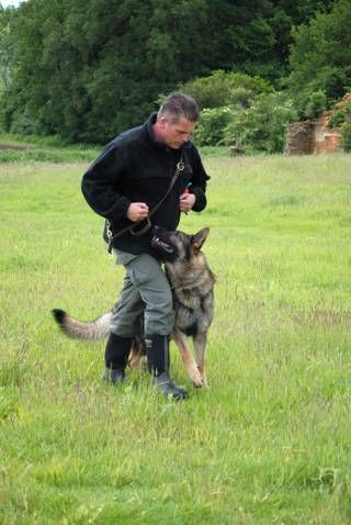 Maintain your protection dogs performance with our maintenance programs - K9 Protection